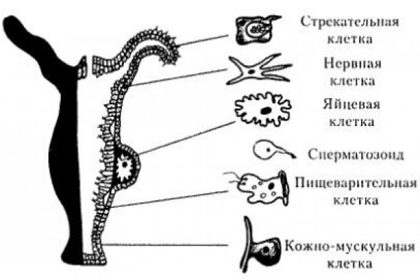 Kraken 2krn cc