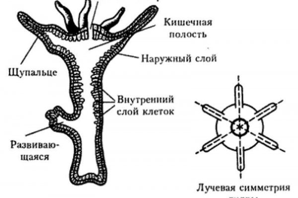 Кракен ссылка 2 веб